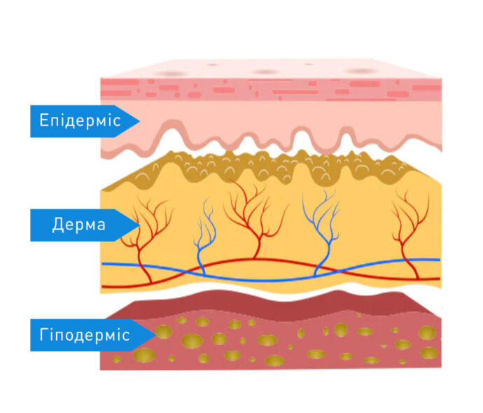 три основні шари шкіри